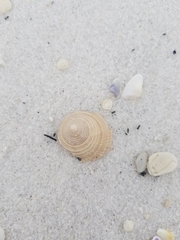 Architectonica nobilis