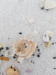 Architectonica nobilis