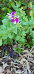 Polygala fruticosa