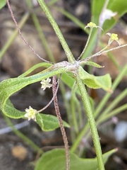 Centella glabrata