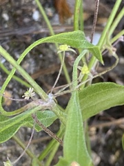 Centella glabrata