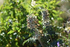 Phlomoides speciosa