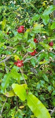 Ochna serrulata
