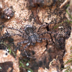 Philodromus spinitarsis