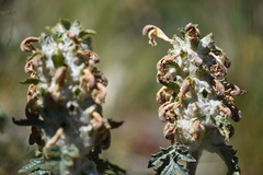 Phlomoides speciosa