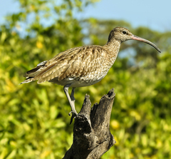 Numenius phaeopus