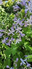 Agapanthus praecox
