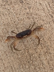 Gecarcinus lateralis