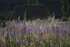 Salvia deserta