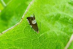 Grapholita compositella