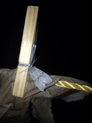 Lithophane patefacta