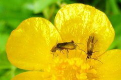 Micropterix calthella