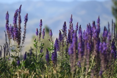 Salvia deserta