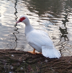 Cairina moschata domestica