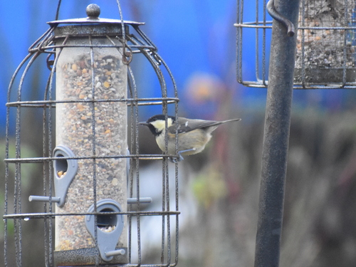 Periparus ater hibernicus