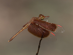 Neurothemis stigmatizans