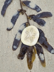 Jacksonaster depressum