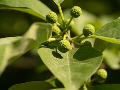 Maclura tricuspidata