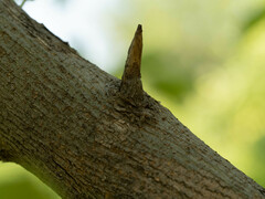 Maclura tricuspidata