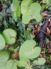 Petasites pyrenaicus