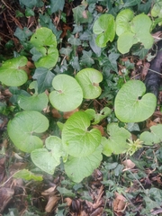 Petasites pyrenaicus