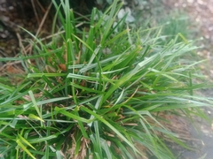 Carex pendula