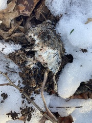 Peromyscus maniculatus