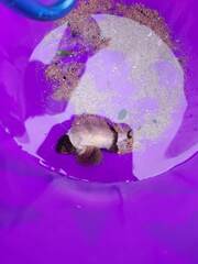Centropogon australis