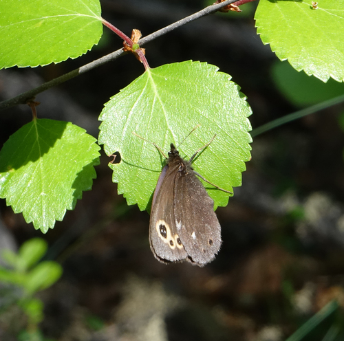 Lapland Ringlet