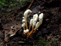 Cordyceps cicadae