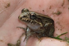 Leptodactylus ventrimaculatus