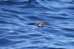 Pelagodroma marina