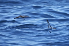 Pelagodroma marina
