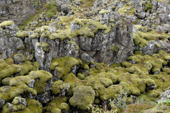 Racomitrium lanuginosum