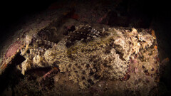 Cymbacephalus beauforti