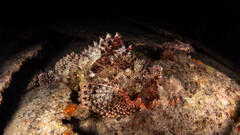 Scorpaenopsis