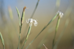 Dianthus crinitus tetralepis