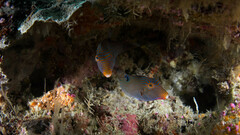 Canthigaster papua
