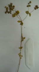 Euphorbia platyphyllos