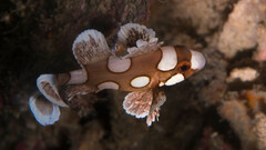 Plectorhinchus chaetodonoides