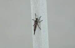 Neoitamus