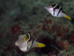 Canthigaster valentini