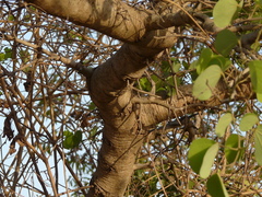 Bauhinia racemosa