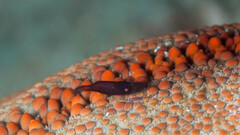 Zenopontonia soror