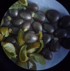 Euphorbia platyphyllos