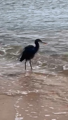 Egretta gularis