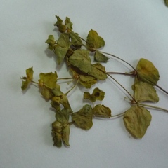 Euphorbia platyphyllos