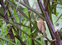 Acrocephalus orientalis
