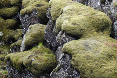 Racomitrium lanuginosum