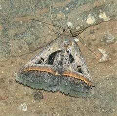 Acantholipes trimeni